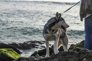 cachorro na praia - newport ca 2018 foto