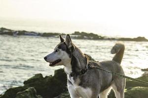 cachorro na praia - newport ca 2018 foto