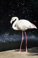 solteiro flamingo perto a água dentro luz solar foto