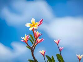 lindo Rosa plumeria flor com azul céu fundo. foto