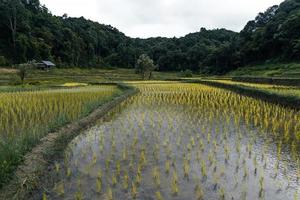 planta jovem de arroz no campo foto