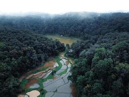 os campos de arroz na floresta estão cultivando. foto