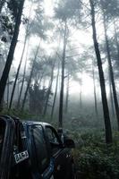 floresta no dia nublado e chuvoso, samambaias e árvores foto