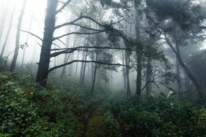 floresta no dia nublado e chuvoso, samambaias e árvores foto