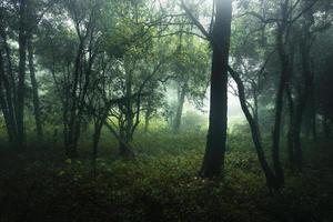 floresta no dia nublado e chuvoso, samambaias e árvores foto