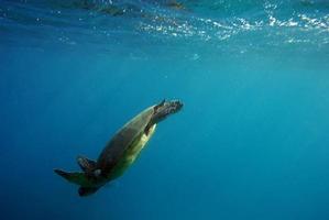 tartaruga mergulhando debaixo d'água foto