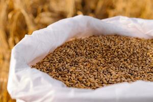 grãos do trigo dentro uma saco em a fundo do a campo foto