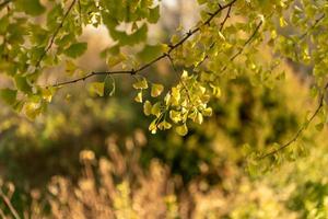 folhas e galhos de ginko foto