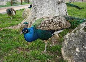 parque com pavões no fundo da grama verde. foto