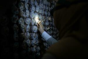 retrato do uma jovem ásia muçulmano mulher trabalhando às uma cogumelo fábrica, colheita maduro do cogumelos dentro cogumelo casa. foto