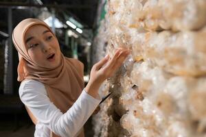 jovem ásia muçulmano fêmea cientista pesquisa trabalhos às cogumelo fábrica, colecionar maduro cogumelos dentro cogumelo casa para laboratório experimentos. foto