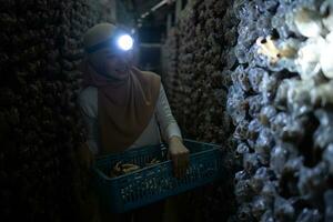 retrato do uma jovem ásia muçulmano mulher trabalhando às uma cogumelo fábrica, colheita maduro do cogumelos dentro cogumelo casa. foto