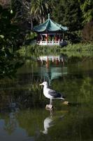 pavilhão chinês em golden gate park, san francisco, ca foto