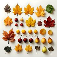 uma grupo do outono folhas arranjado em uma branco fundo. a folhas estão uma variedade do cores foto