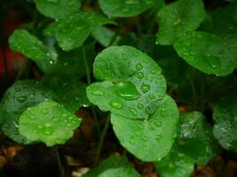 água gotas em uma verde folha, ampla lindo gotas do transparente chuva água em uma verde folha macro, gotas do orvalho dentro a manhã brilho dentro a sol, lindo folha textura dentro natureza, natural fundo foto