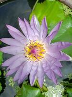 Rosa e roxa lótus flores dentro florescer, abelhas enxameando dentro uma jardim dentro Bangkok, Tailândia foto