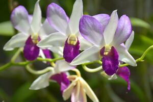 branco orquídea violetas florescendo dentro uma jardim dentro Bangkok, Tailândia foto