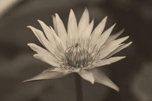 close-up de flor de lótus foto