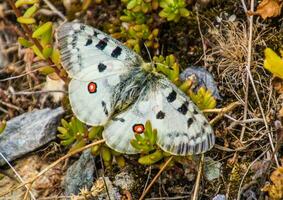 uma branco borboleta com vermelho pontos em Está asas foto