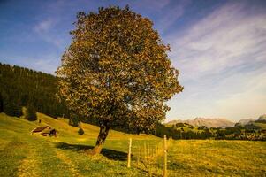 uma árvore com uma Castanho folha foto