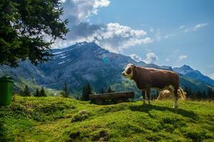 panorama do a Alpes dentro Suíça dentro verão foto