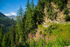 de madeira passarela dentro a montanhas foto