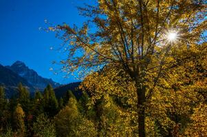 uma árvore com amarelo folhas foto