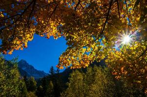 a Sol brilha através a folhas do uma árvore foto