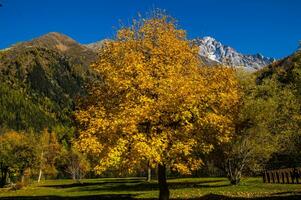 uma árvore com amarelo folhas foto