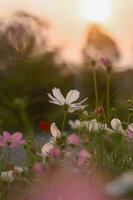 branco cosmos flor dentro a jardim com pôr do sol Tempo foto