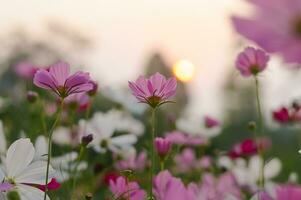Rosa cosmos flor dentro a jardim com pôr do sol Tempo foto
