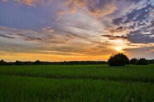 Visão do arroz arquivado com dramático pôr do sol céu foto