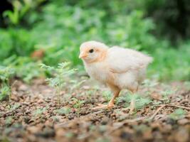 uma frango bebê dentro a jardim foto