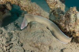 moreia mooray lycodontis undulatus no mar vermelho, eilat israel foto