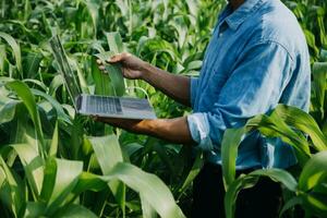 agricultor utilizar a testemunho dados rede dentro a Internet a partir de a Móvel para validar, teste, e selecionar a Novo colheita método. jovem agricultores e tabaco agricultura foto