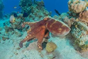 polvo rei da camuflagem no mar vermelho, eilat israel foto