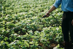 agricultor utilizar a testemunho dados rede dentro a Internet a partir de a Móvel para validar, teste, e selecionar a Novo colheita método. jovem agricultores e tabaco agricultura foto