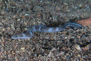 moreia mooray lycodontis undulatus no mar vermelho, eilat israel foto