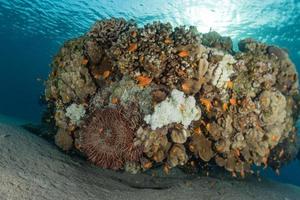 recife de coral e plantas aquáticas no mar vermelho, eilat israel foto