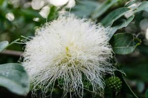 flor de mimosa calliandra haematocephala foto