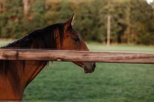 lindo cavalo em uma fazenda perto de uma cerca de madeira no verão foto