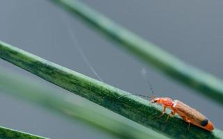 um besouro soldado vermelho comum, rhagonycha fulva em uma planta foto