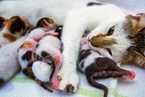 gatinho fofo e doce animal de estimação e mãe gata foto