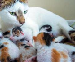 gatinho fofo e doce animal de estimação e mãe gata foto