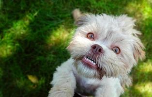 doce cachorro fofo na grama verde foto