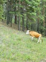 vaca caminhando morro acima dentro a floresta foto