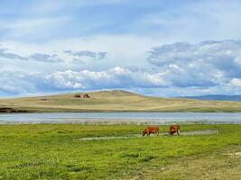 vacas pastagem perto lago Baikal, Rússia foto