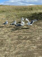 enorme gaivotas comer mingau em a costa do lago baikal foto