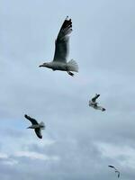 gaivota vôo dentro a céu sobre lago baikal foto