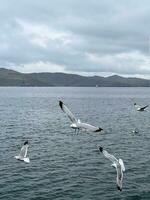 gaivota vôo dentro a céu sobre lago baikal foto